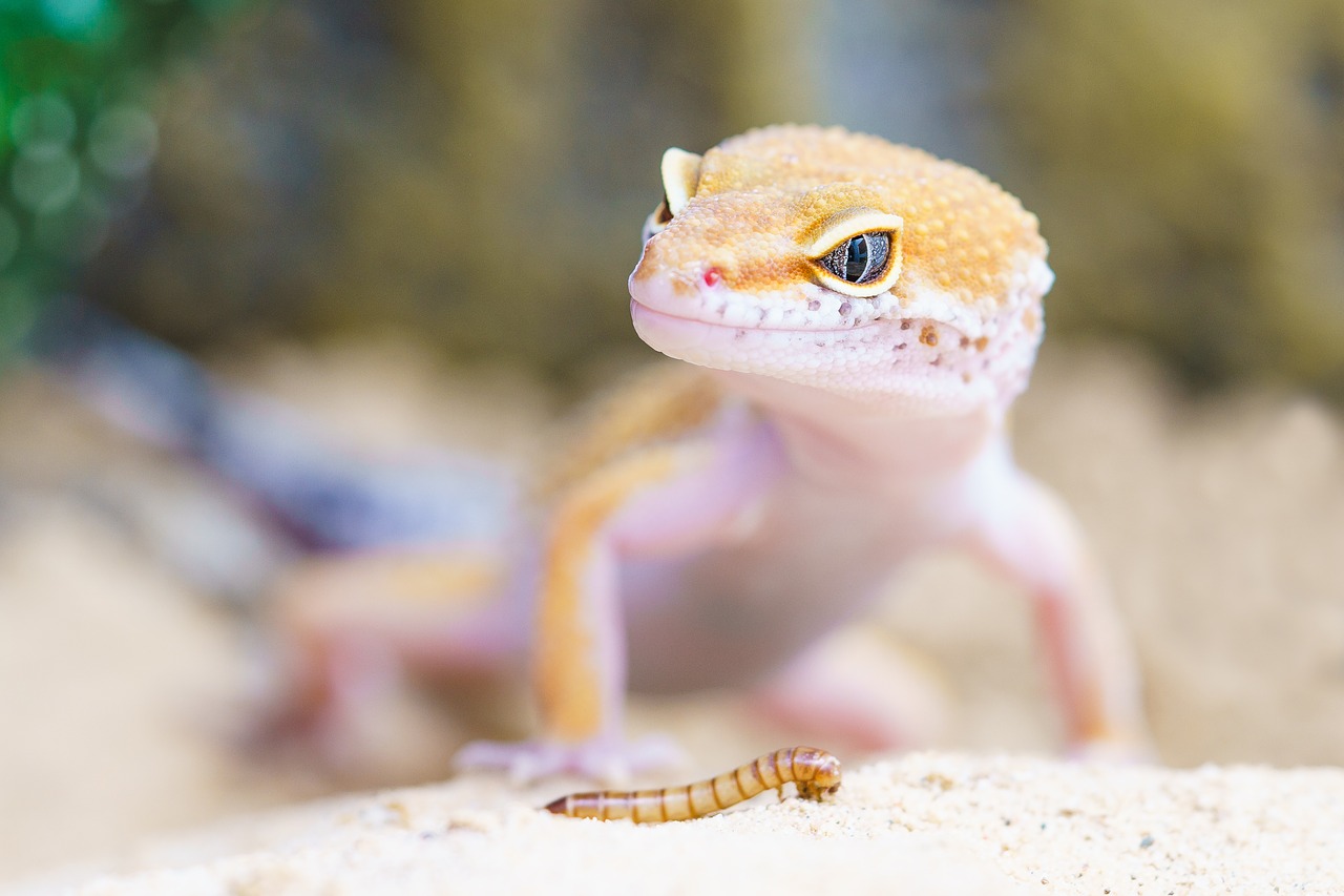 gecko-2299365_1280